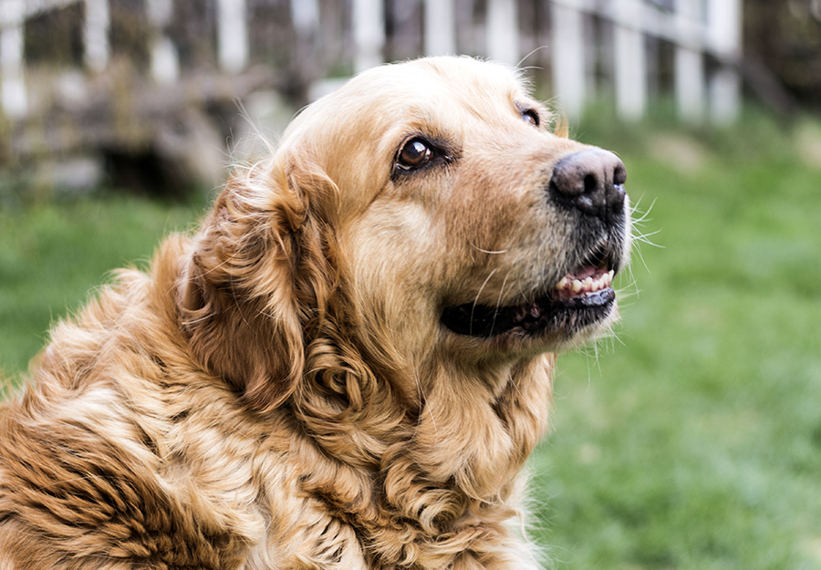 10. Preventing weight gain in elderly dogs.