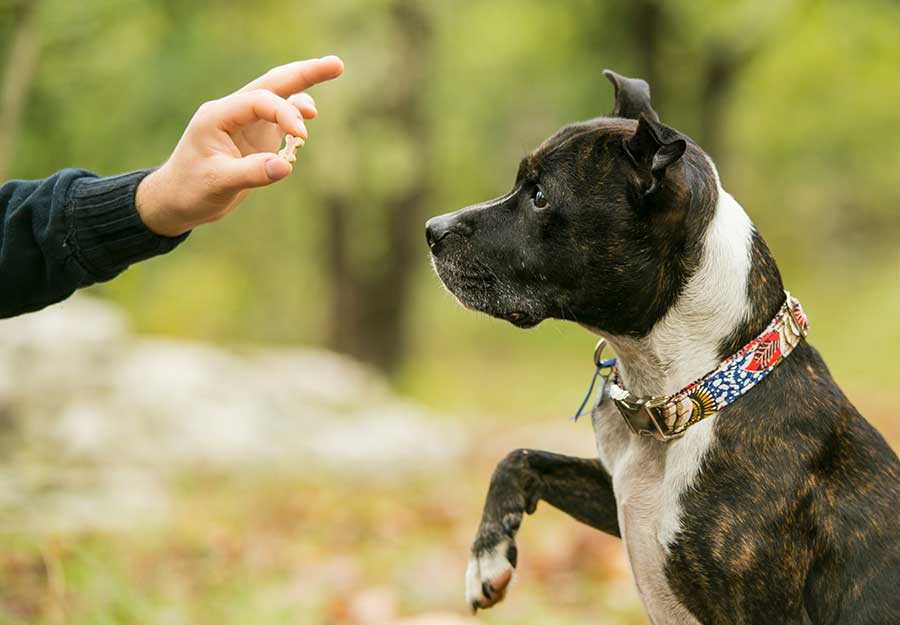 20 interesting facts about dogs that dogs training