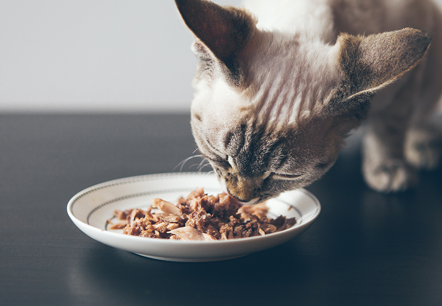 cats eat canned tuna