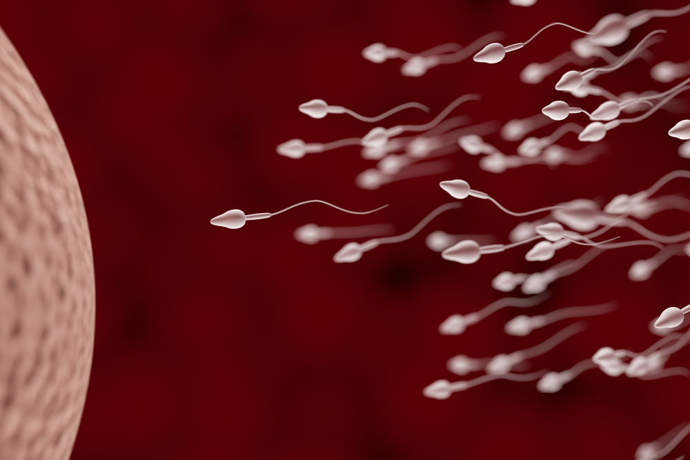 What rights exist for a Sperm Donor