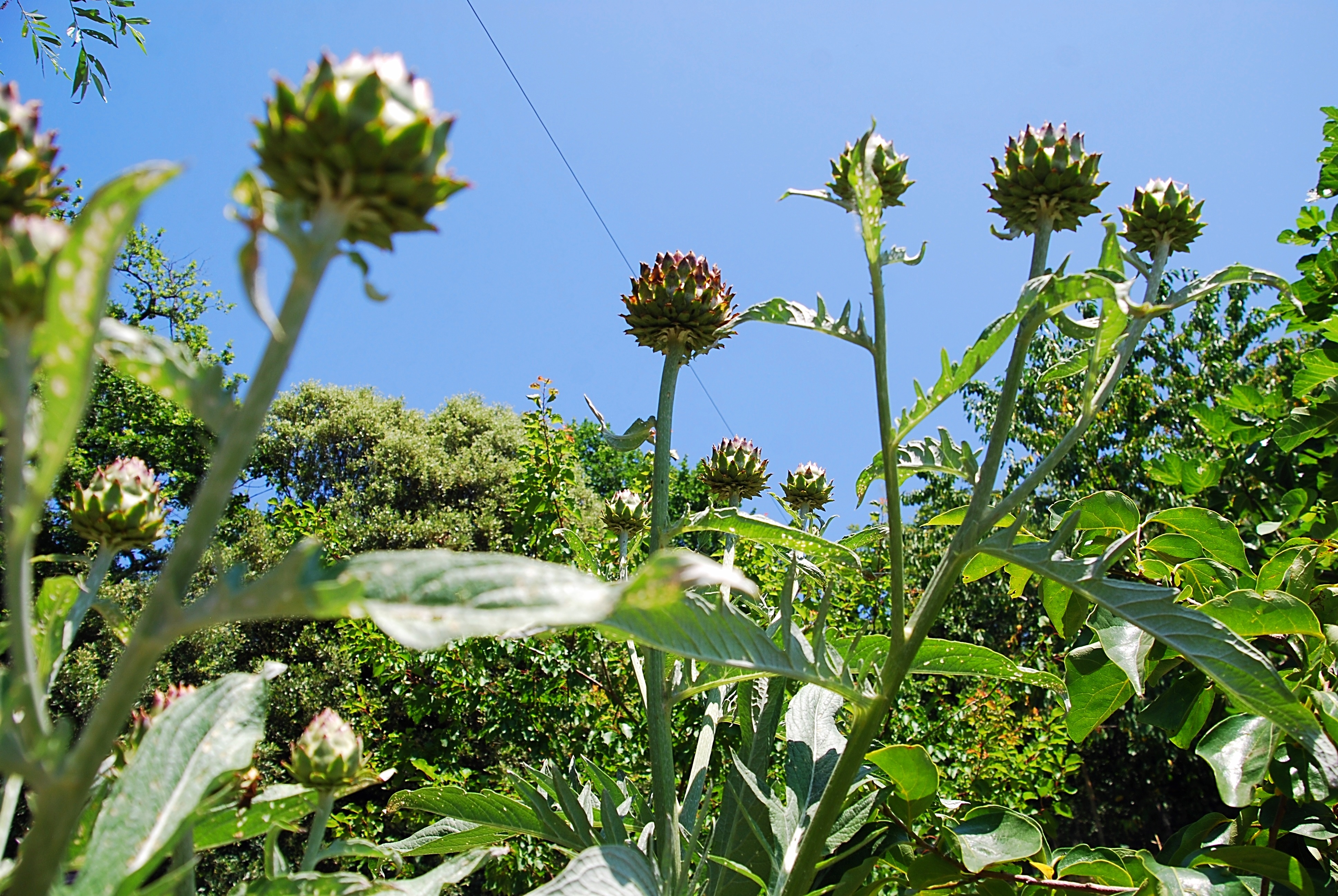 Artichokes-593376-edited.jpg