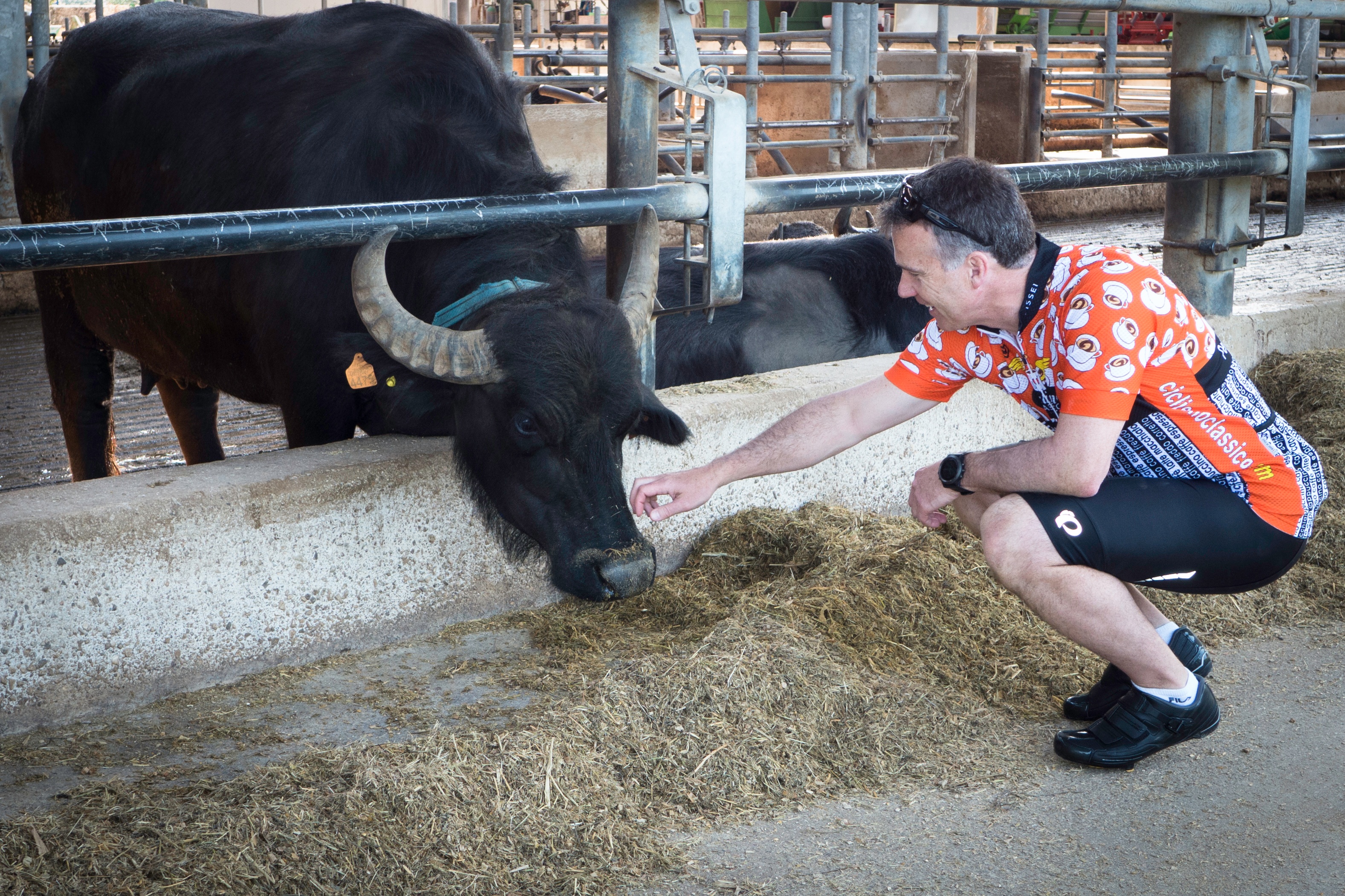 CilentoCows-1.jpg CilentoCows-1.jpg