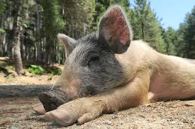 Corsicanwildpigs.jpg