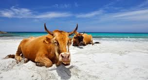 CowsofCorsica.jpg