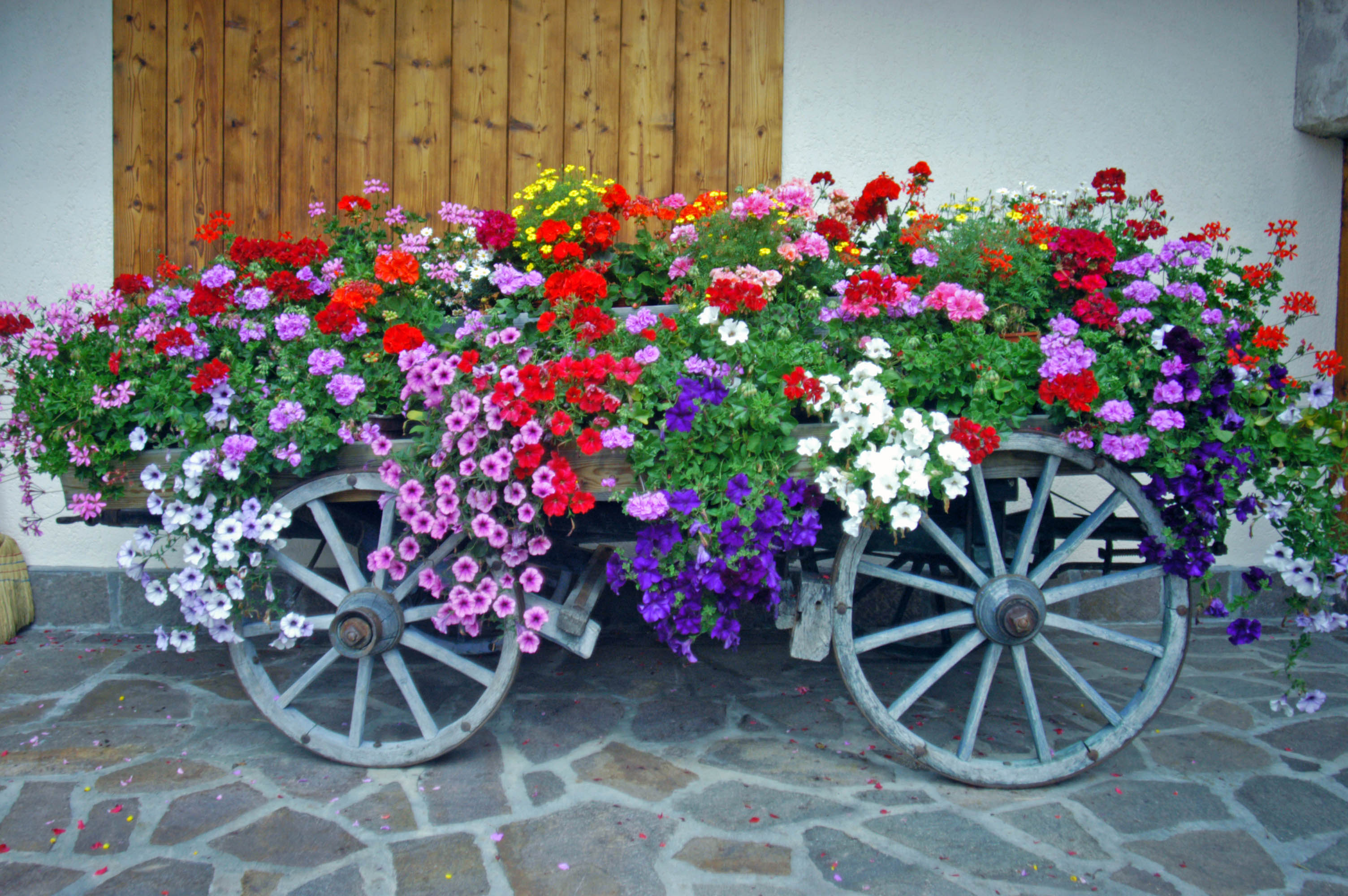 Dolo flowers cart