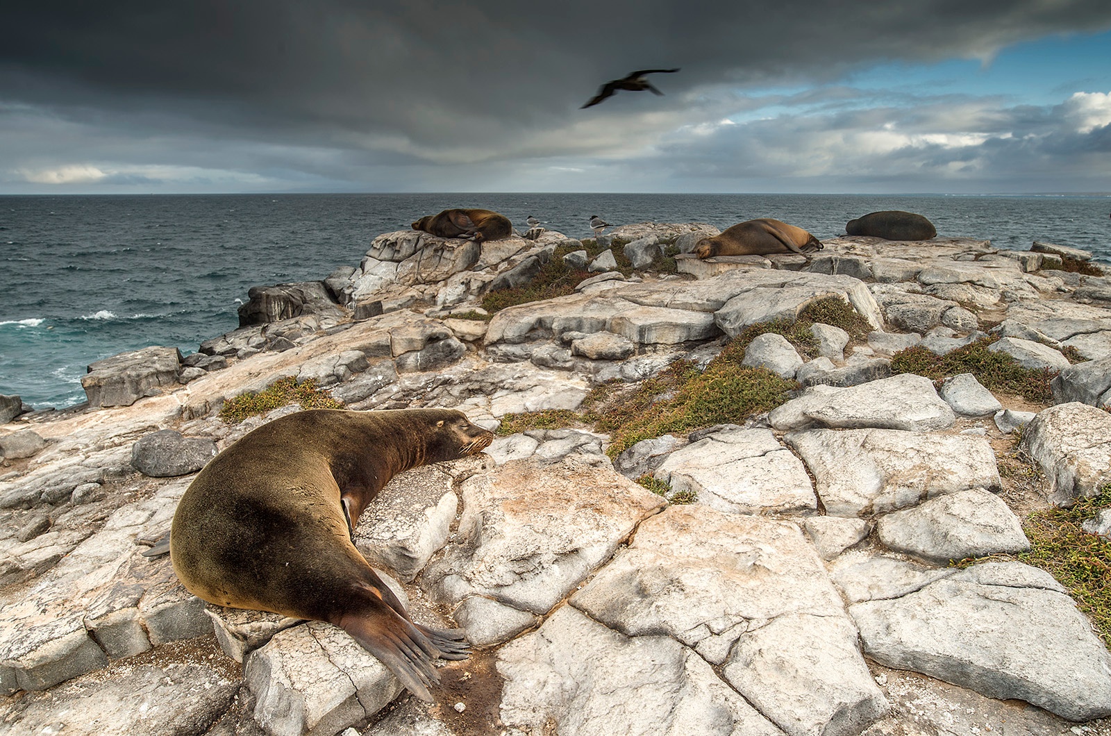 galapagos photo tour galapagos photo tour