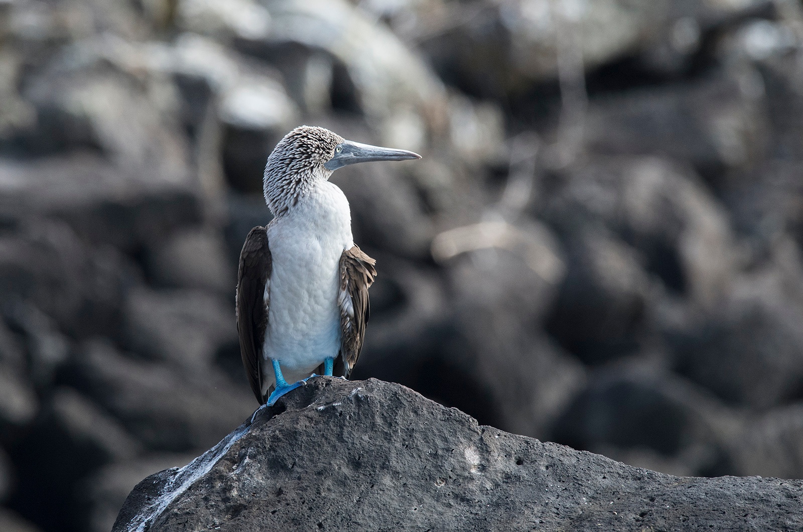 20 Photos Galapagos Blue Footed boobie.jpg 20 Photos Galapagos Blue Footed boobie.jpg