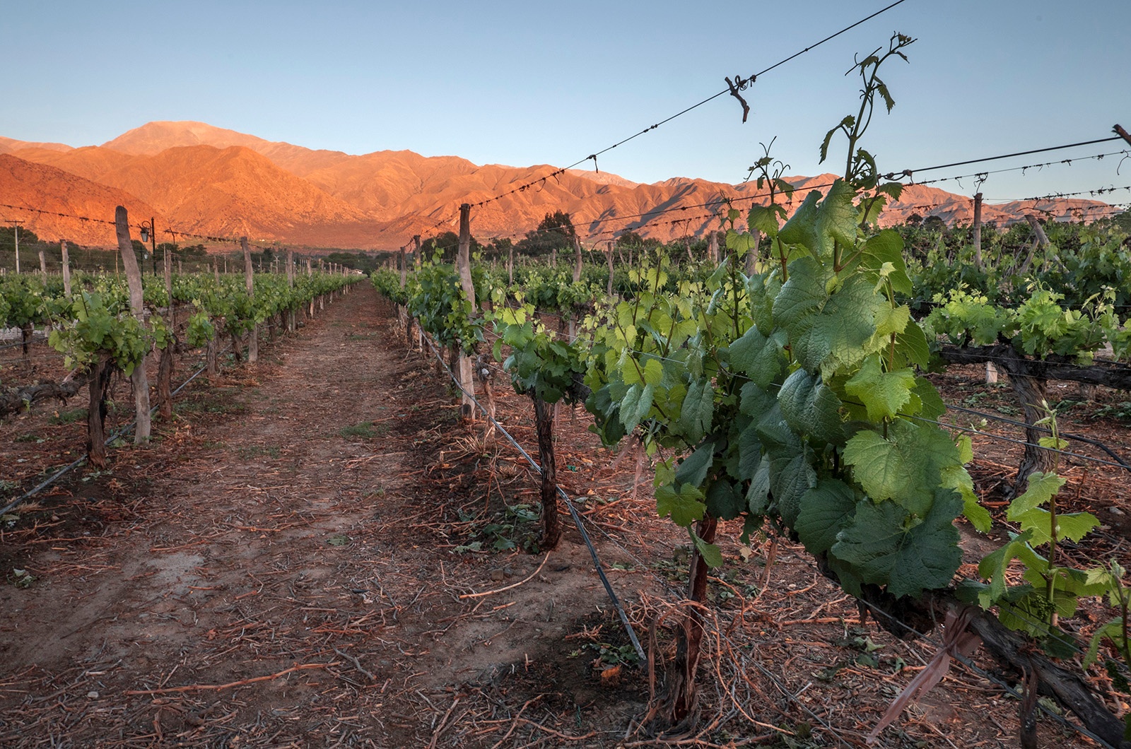 Vineyard Picture Cafayatte-1.jpg
