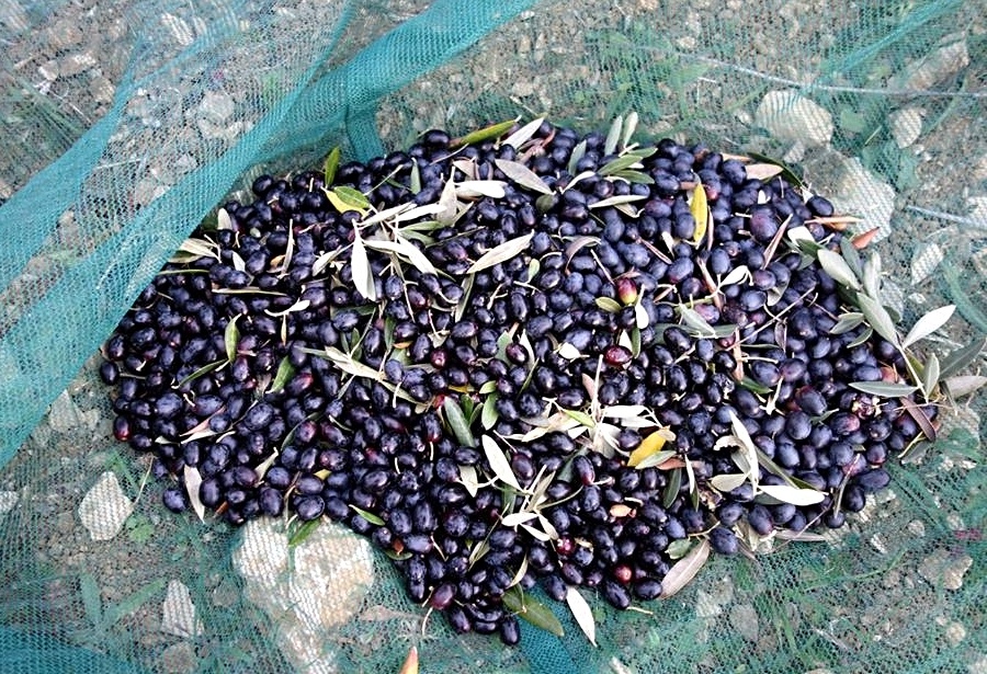 olives-450529-edited.jpg olives-450529-edited.jpg
