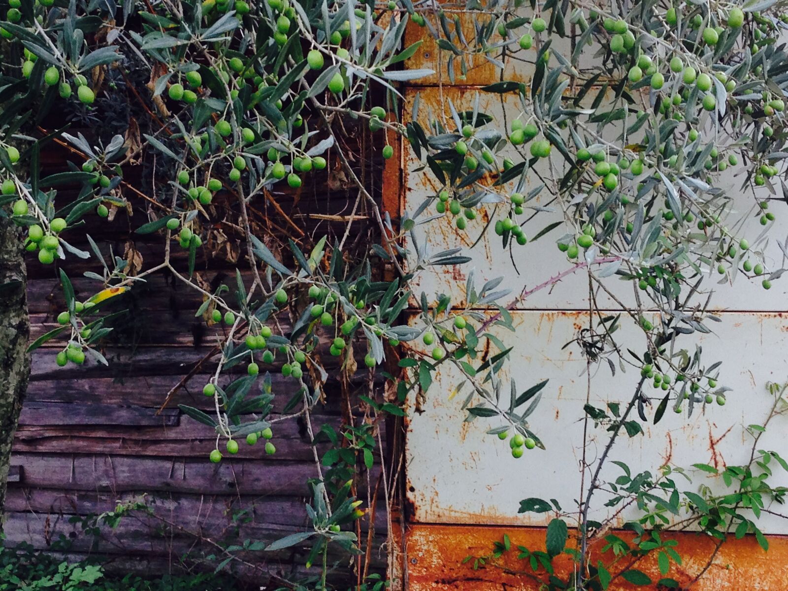 olivescolor.jpg