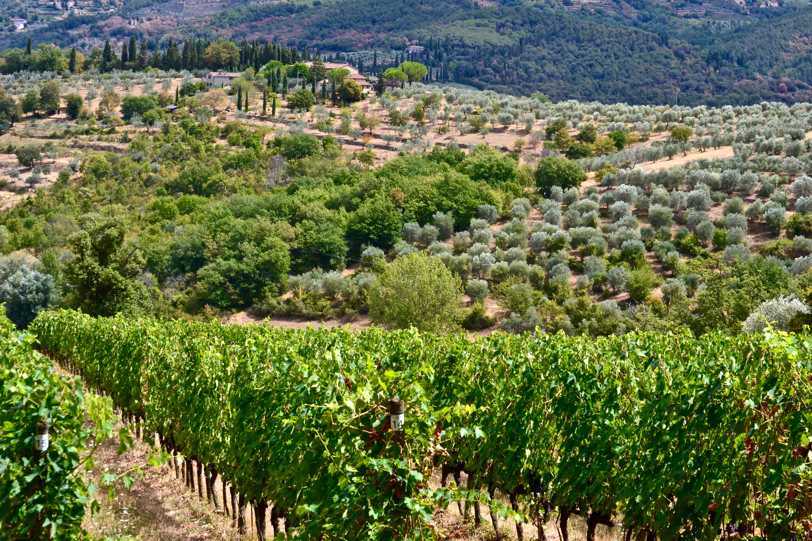 vines-1.jpg vines-1.jpg