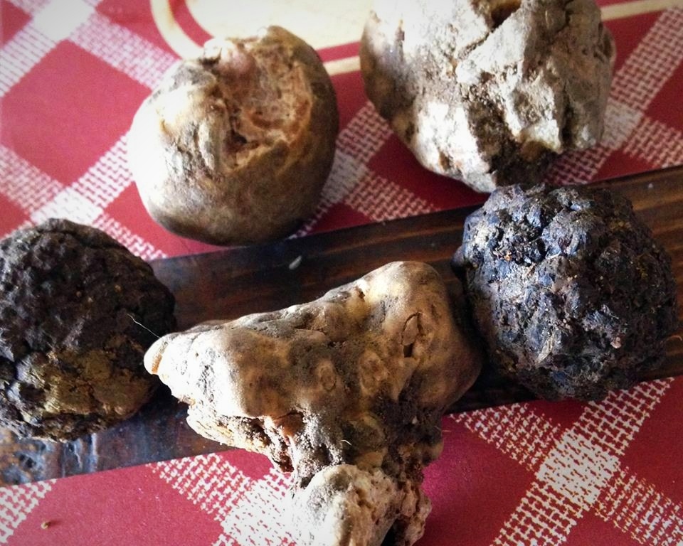 whitetruffle-139122-edited.jpg whitetruffle-139122-edited.jpg