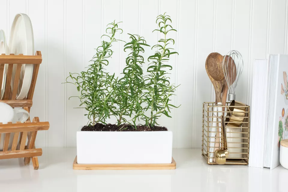 grow-and-care-for-rosemary-plants-1403406-hero-f7c10af75e484e5884218ef22d6082ff