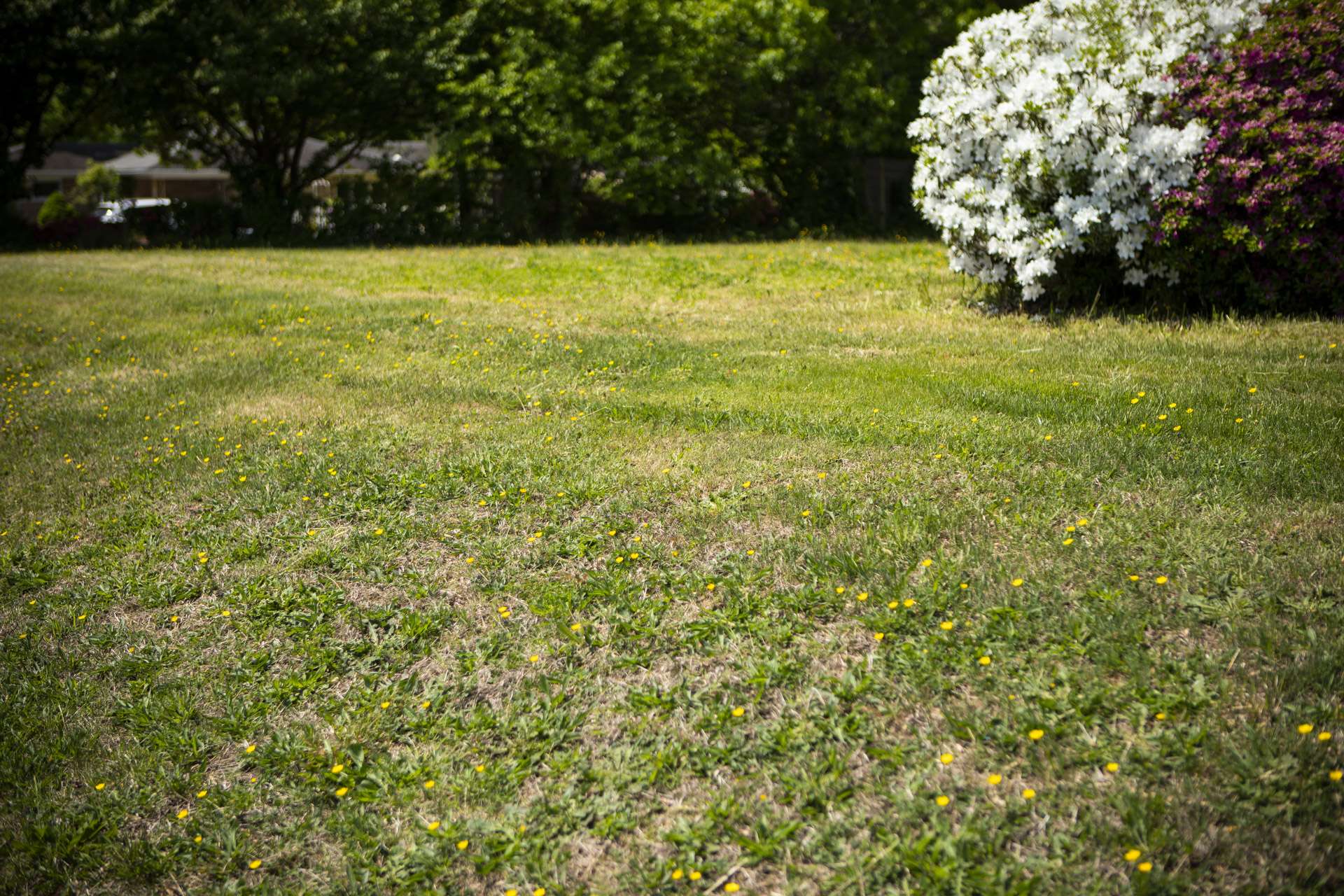 https://cdn2.hubspot.net/hubfs/4157509/2019/lawn-weeds-dandelions.jpg