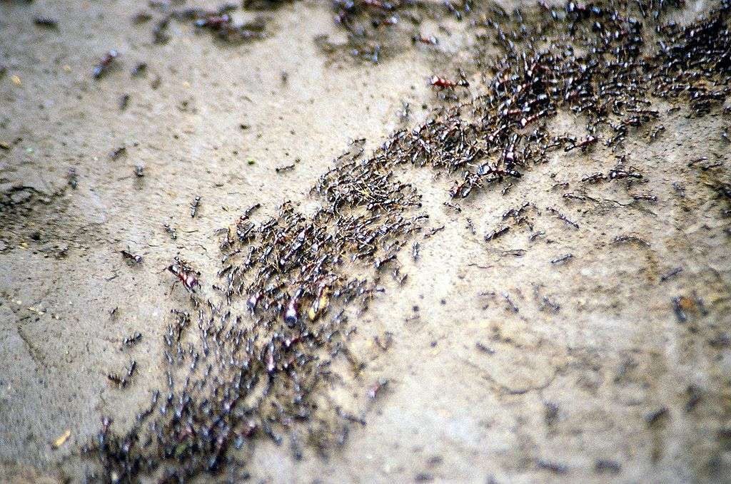 Ant%20trail How Often Do Ants Sleep?