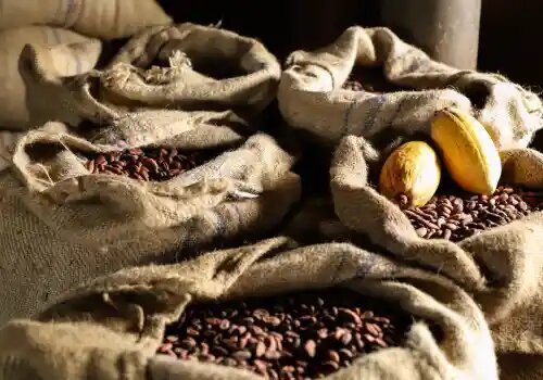 granos de cacao
