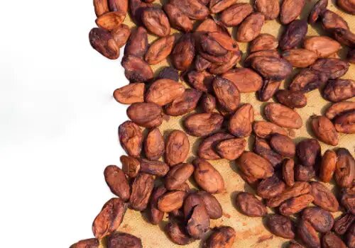 granos de cacao secos