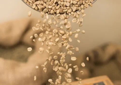 granos de café secos