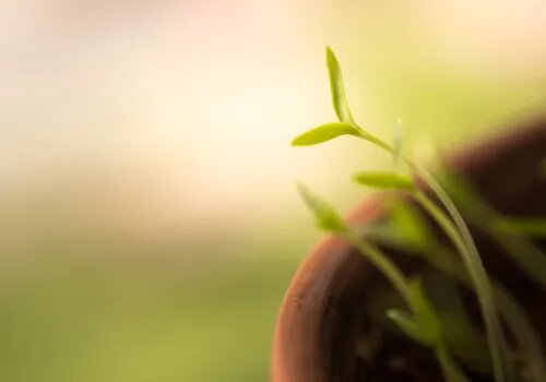 germinación de semilla