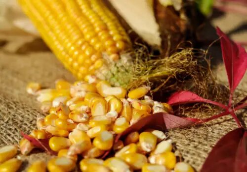 maize
