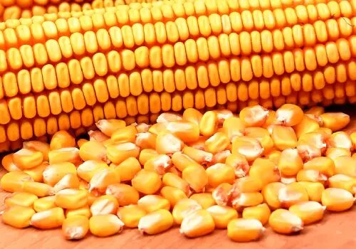 maíz