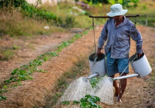 agricultor regando las plantas