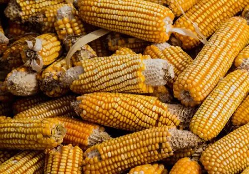 maíz