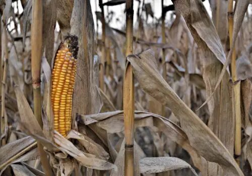 maíz