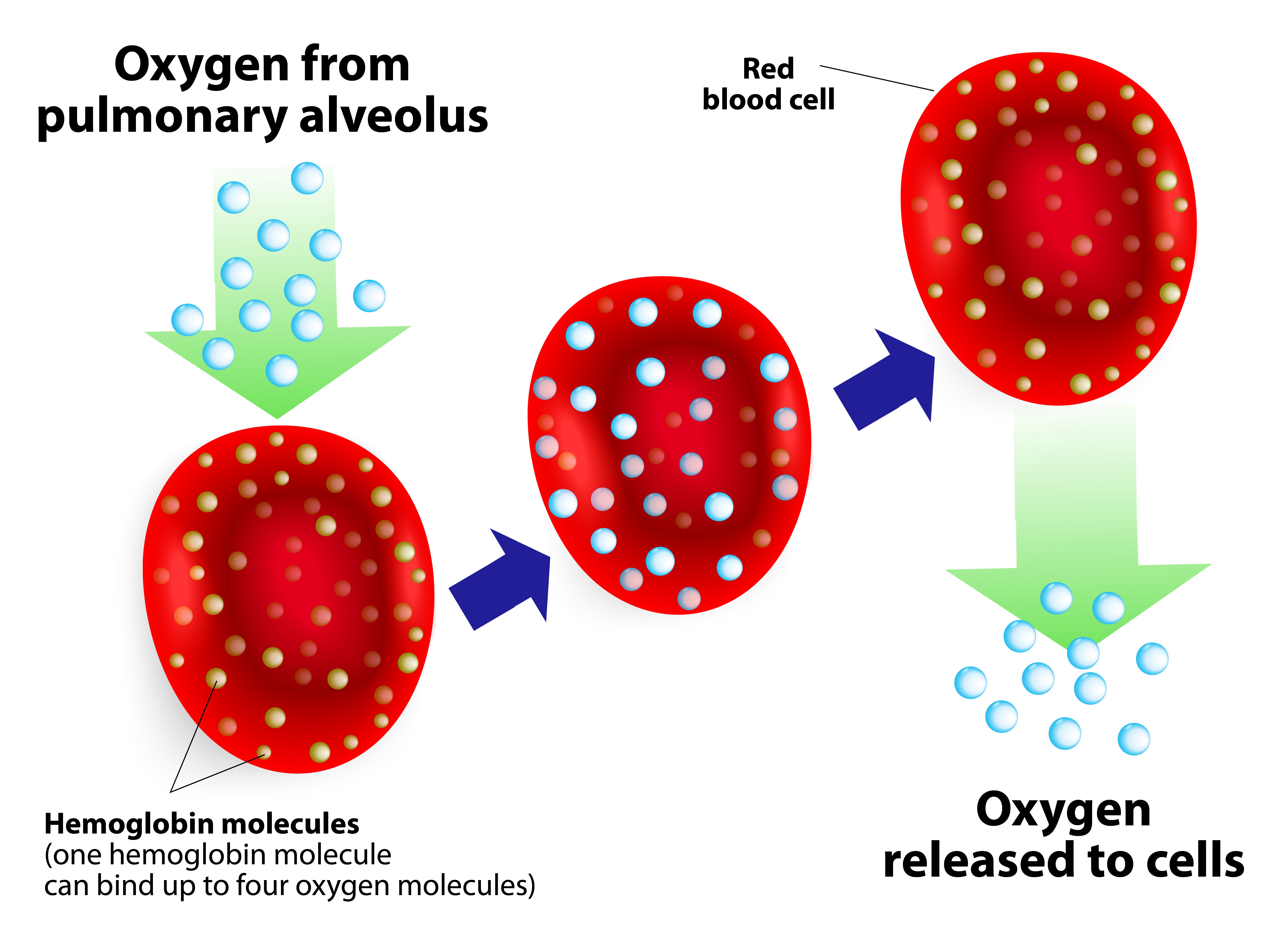 hemoglobin_diagram