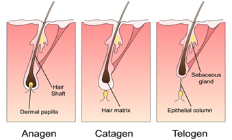 Dermatology - Hair Removal - Follicle - Anagen - Catagen - Telogen