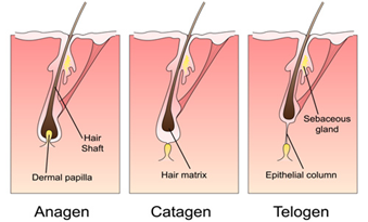 QCW Laser Diode Stacks The Perfect Solution For Hair Removal Systems