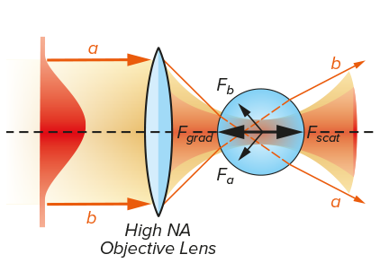 Forces Experienced by glass by an optically transparent sphere. 