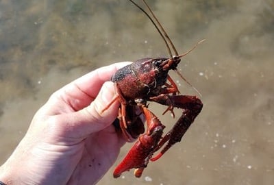 live crawfish in water