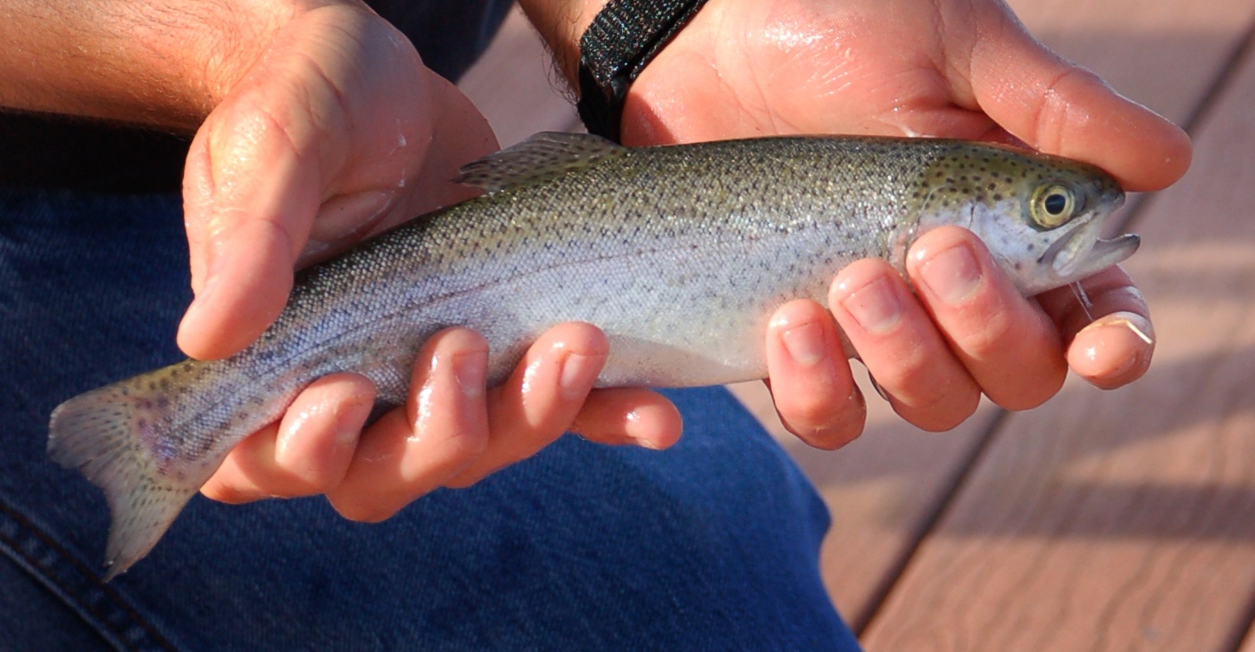 Brook Trout Flourish In Little Moxie Pond After Removing Suckers