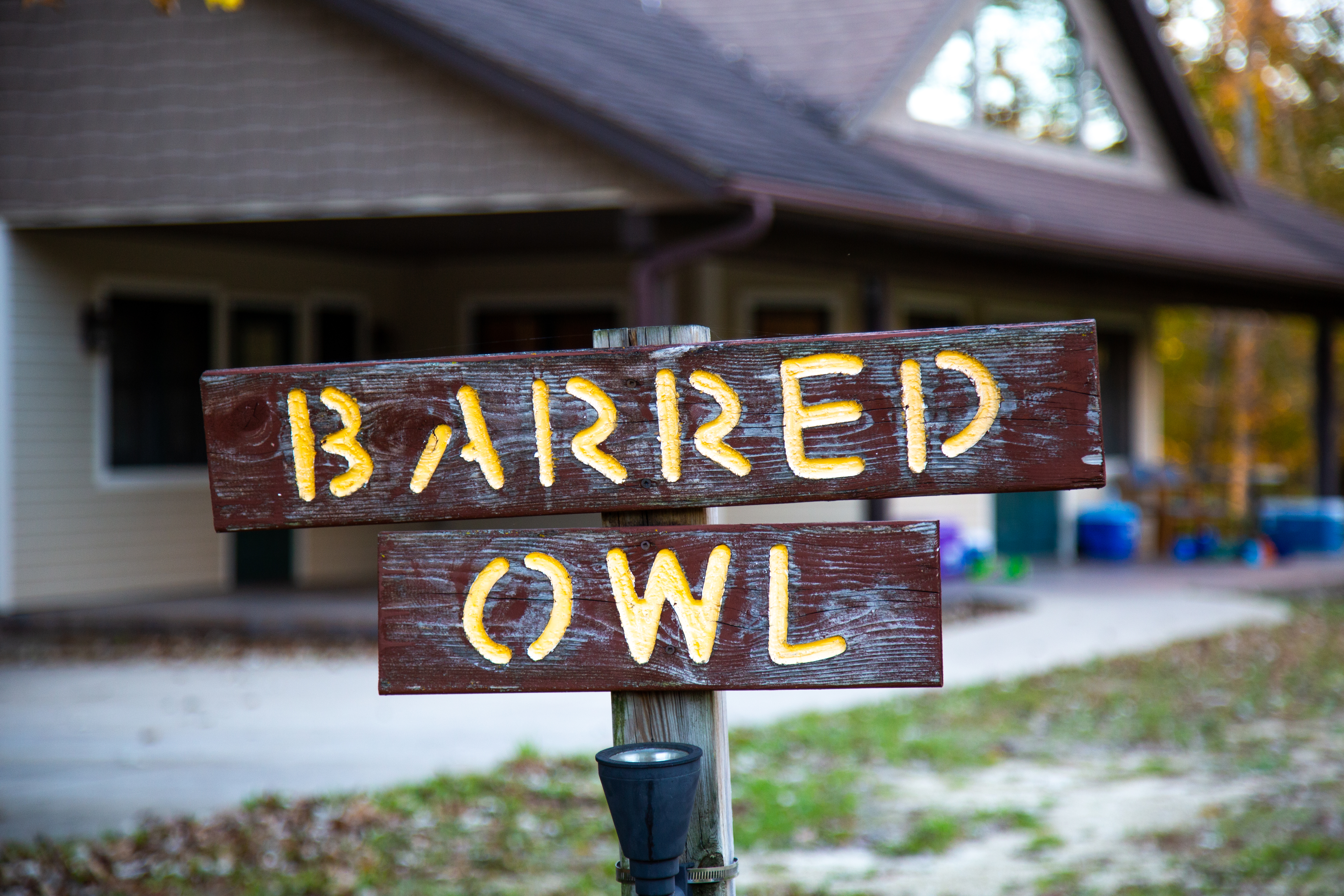 Barred Owl