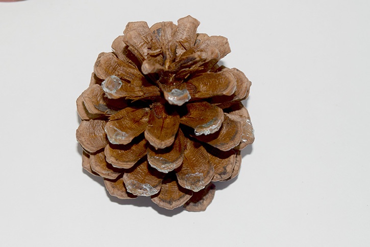 Glue-Dots-Pinecone-Holder-ice2