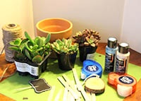 Succulent Garden