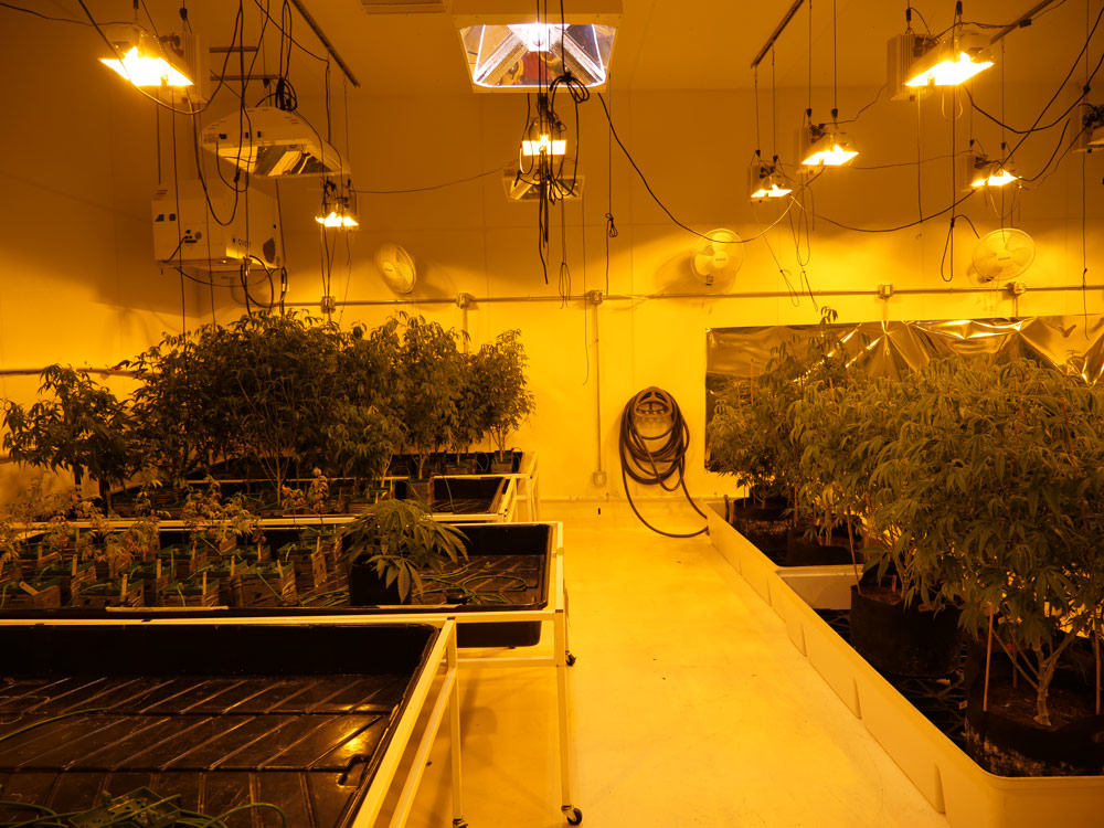 Cannabis-Nursery-Layout