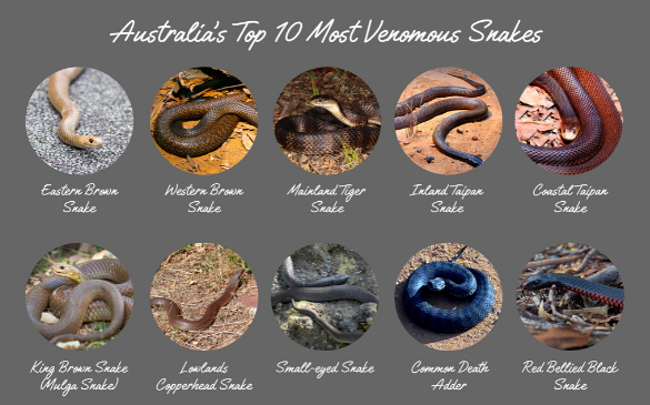 top ten snakes feature image