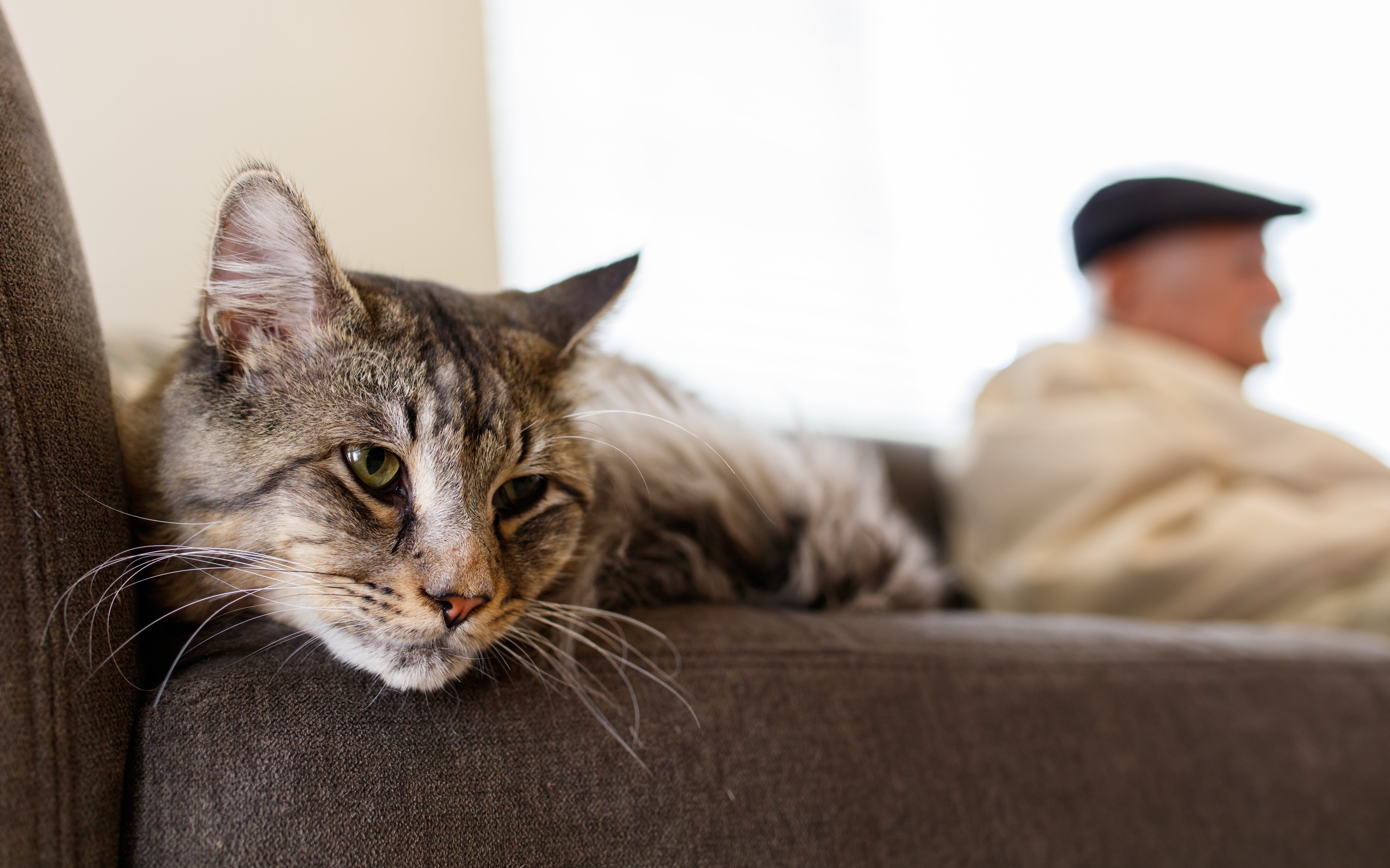 What To Do When You Can't Take Care of Your Pet Anymore
