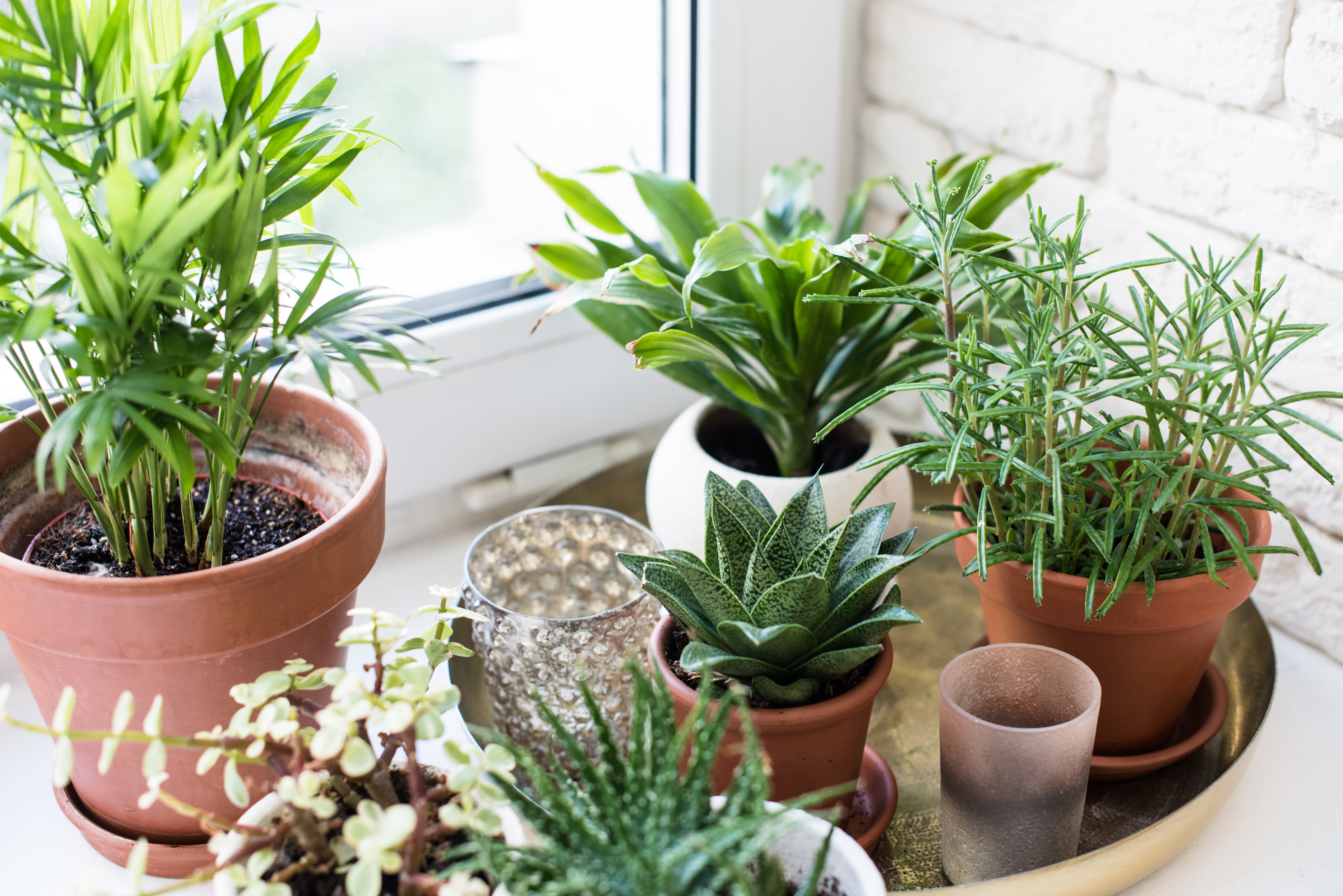 5 Indoor Gardening Tips For Seniors
