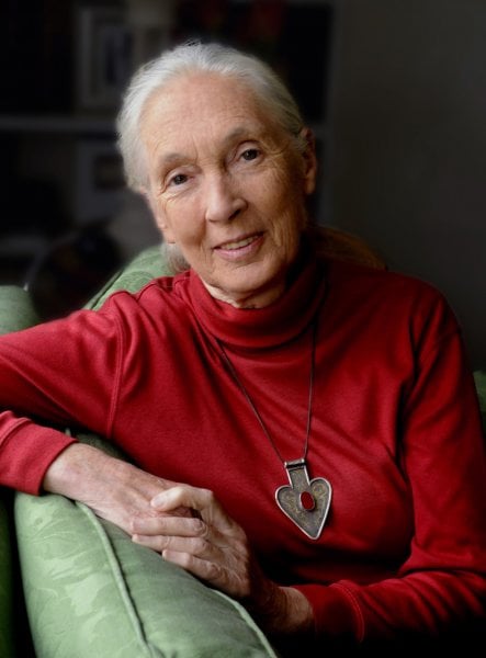 jane goodall bio - jane goodall wikipedia