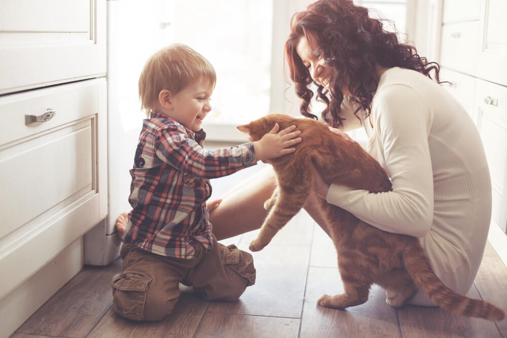 Feliway- Recomendaciones para eduda a los niños en la convivencia con el gato