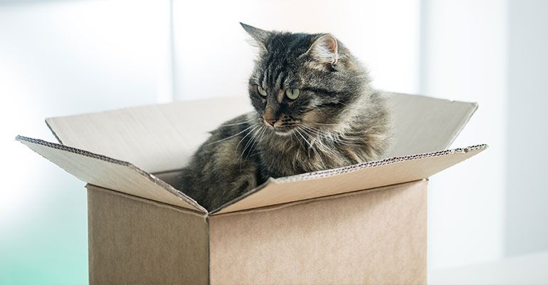 Ein Karton reicht aus, um Katzen zu beschäftigen