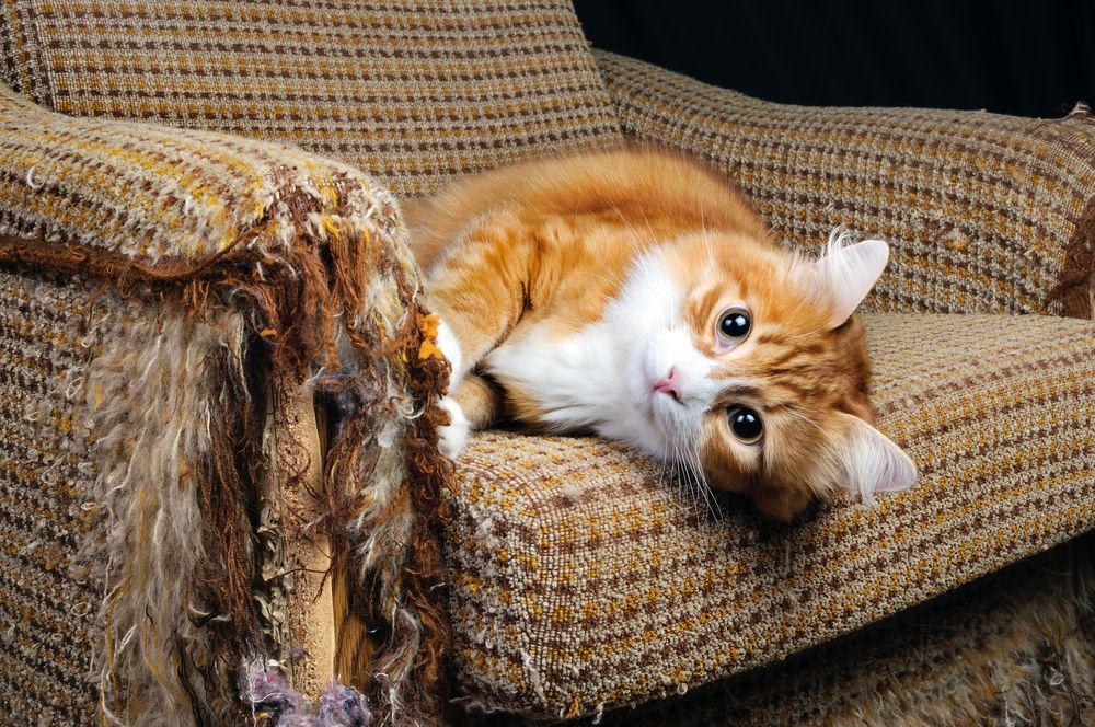 4FELIWAY 4 Consejos para que gato no arañe muebles_1