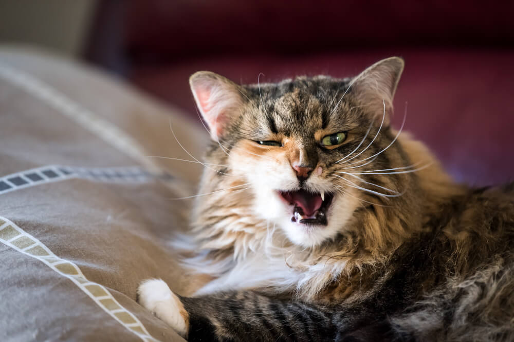 5 Reasons Your Cat Is Hissing At Your New Kitten_2-2