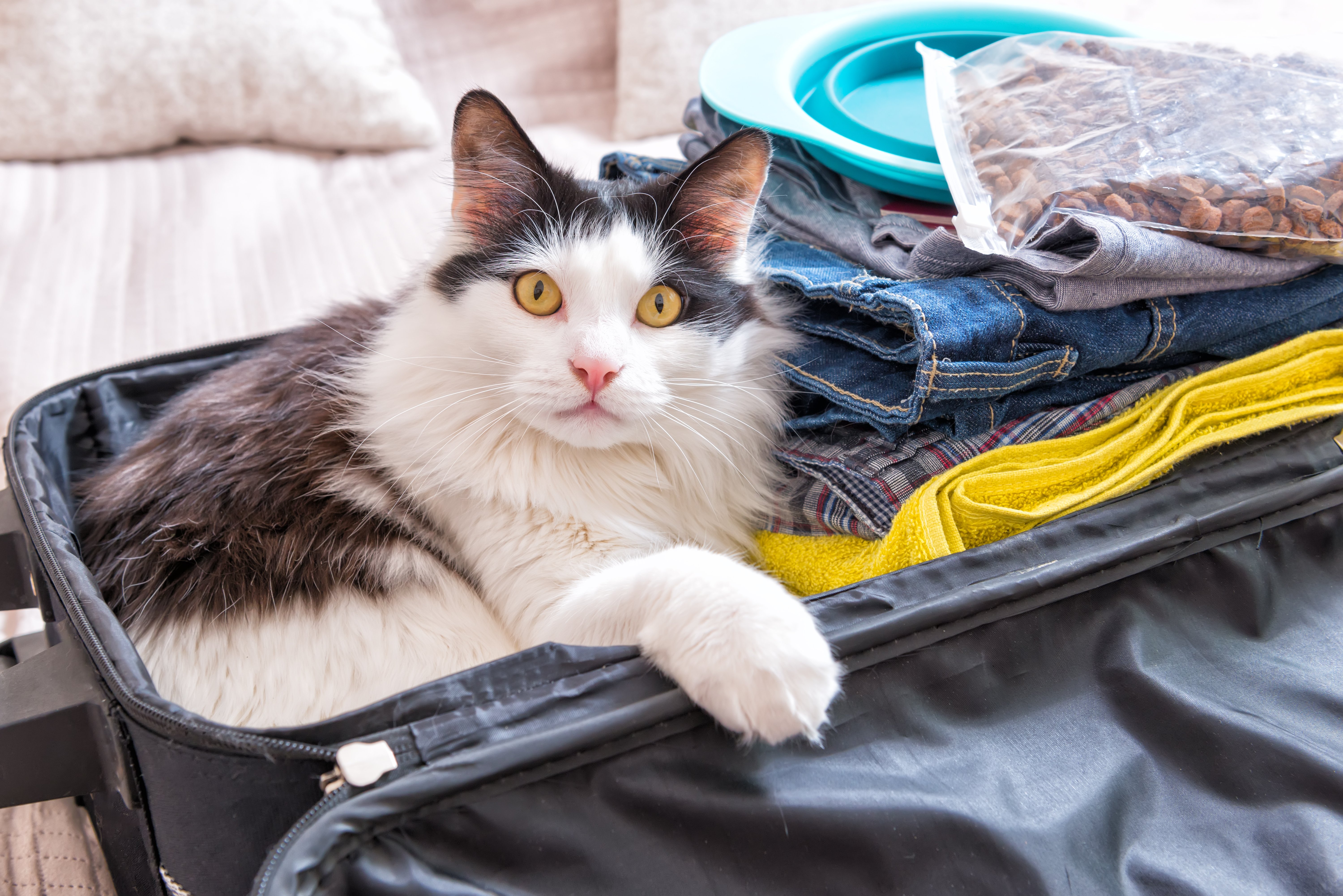 5 consejos para reducir los problemas de vuestros gatos durante los viajes-03