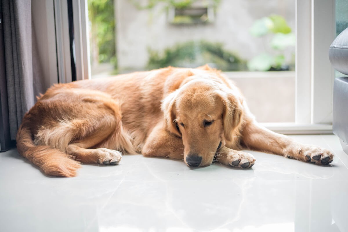 retriever dog lying by door