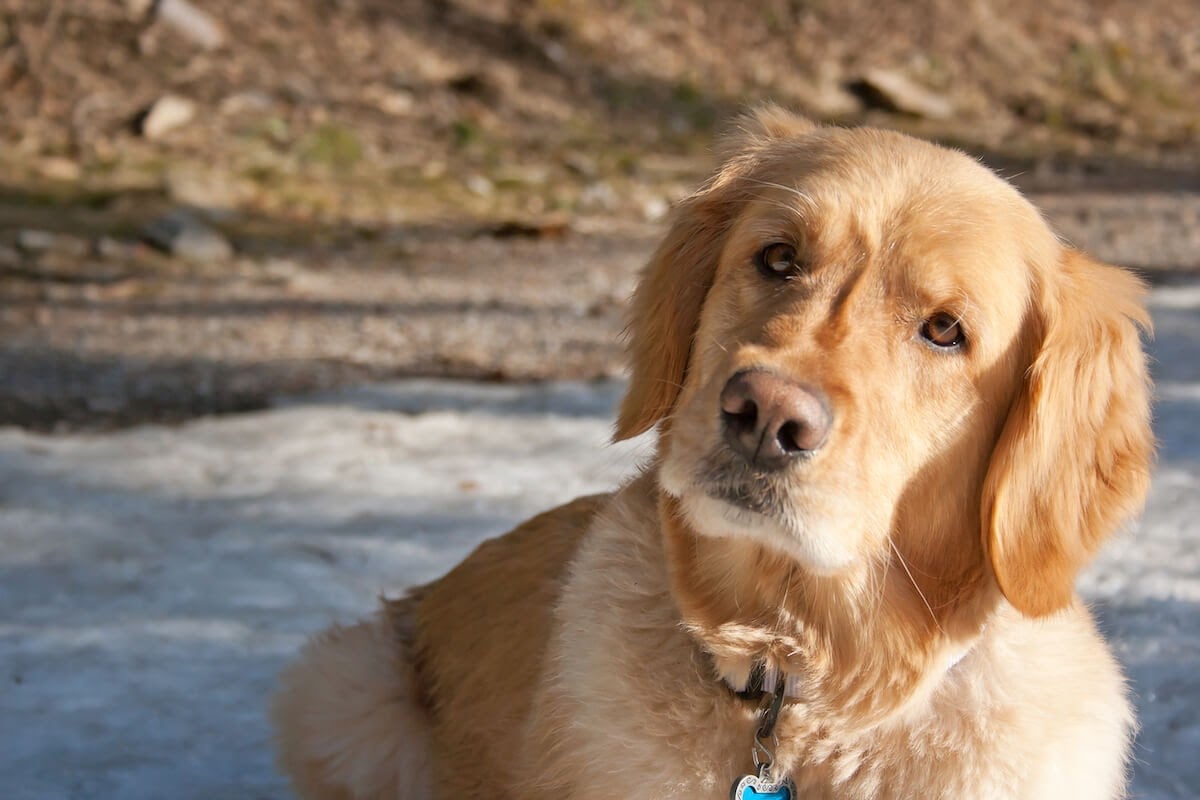 Why do dogs tilt their head when we speak to them?