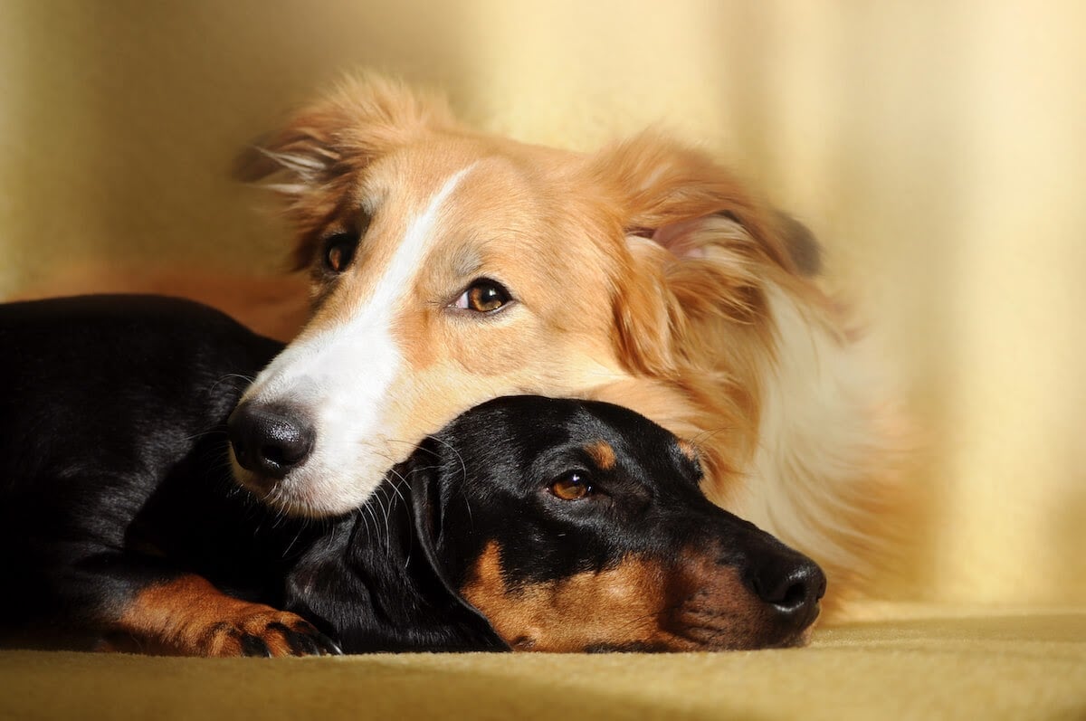 two dogs laid down with heads together